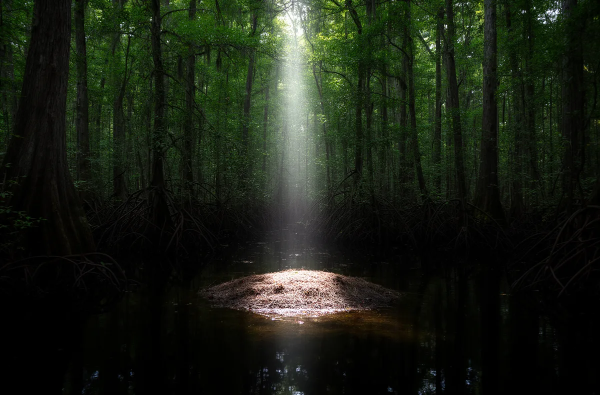 A shaft of light reaching a small patch of raised, dry ground deep in the interior of the Great Dismal Swamp